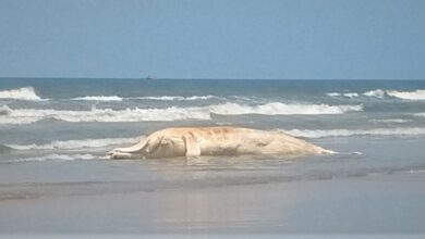 Baleia jubarte com quase oito metros é encontrada morta em Itanhaém