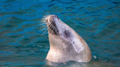 Foca resgatada em São Sebastião é devolvida ao mar após três meses de tratamento