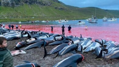 Caçadores matam mais de 1,4 mil golfinhos na Europa