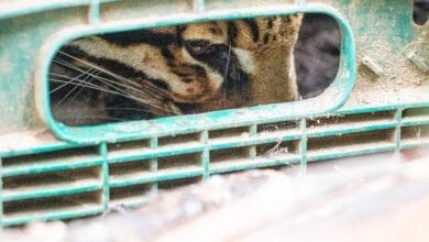 Jaguatirica é capturada após atacar galinhas em Mongaguá