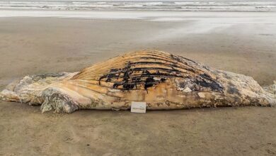 Baleia jubarte encalha em praia de Itanhaém e morre