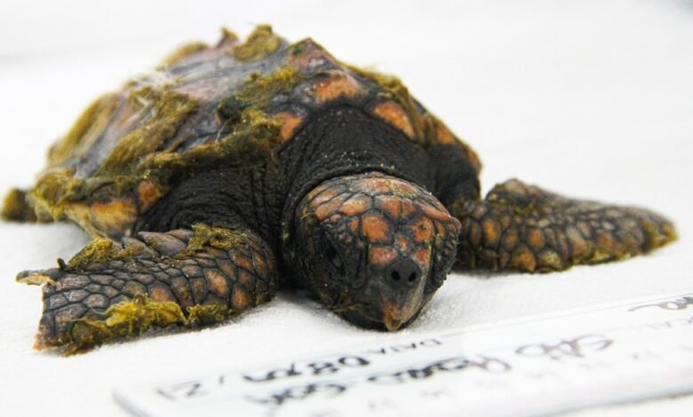 Filhote de tartaruga-cabeçuda é encontrada e resgatada no Guarujá