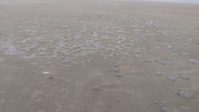 Praias de Itanhaém são tomadas por águas vivas