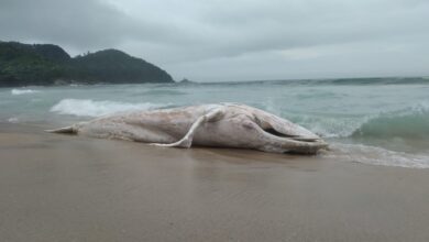 Baleia jubarte é encontrada em praia de Ubatuba