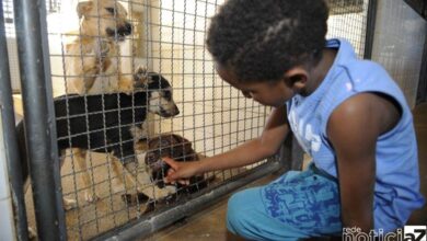 Animais não podem mais ser sacrificados nas zoonoses