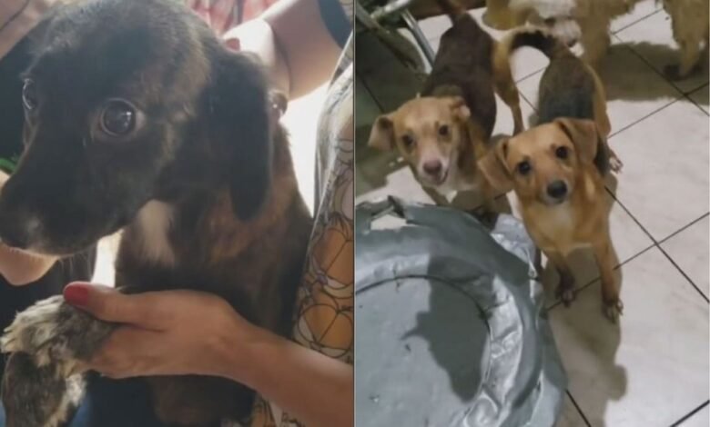 Cerca de 40 animais são encontrados numa casa de Santos e campanha de doação é montada