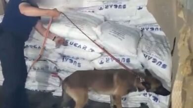 Cão da Receita Federal localiza quase meia tonelada de droga no Porto de Santos