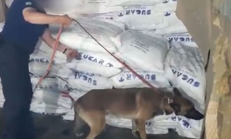 Cão da Receita Federal localiza quase meia tonelada de droga no Porto de Santos