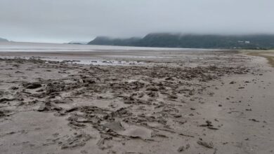 Praia de Peruíbe é tomada por 'mar de lama'