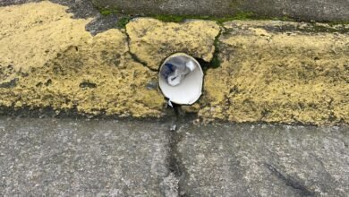 Drogas são achadas escondidas em tubulação de calçada