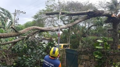 Chuva e vento provocam quedas de 14 árvores em Ilhabela