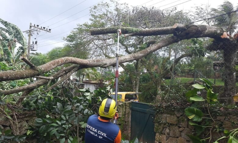 Chuva e vento provocam quedas de 14 árvores em Ilhabela