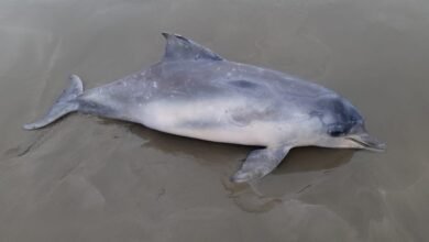 Boto-cinza é encontrado em praia de Peruíbe