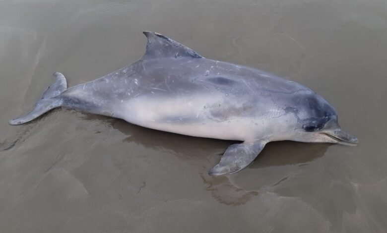 Boto-cinza é encontrado em praia de Peruíbe
