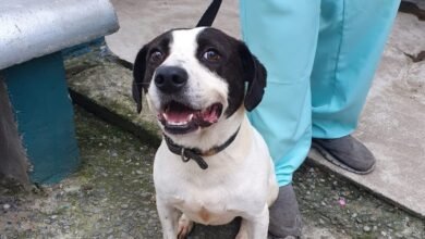Cães de Guarujá contam com exames de próstata