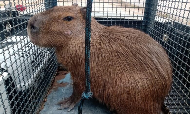 Capivara invade casa em Caraguatatuba