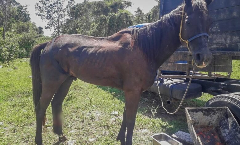 Cavalo sofre maus tratos e dono leva multa de R$ 3 mil