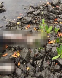 Corpo de Homem é encontrado em Marina de Guarujá