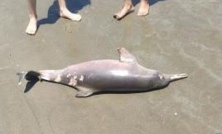 Banhistas encontram toninha em praia da Baixada Santista