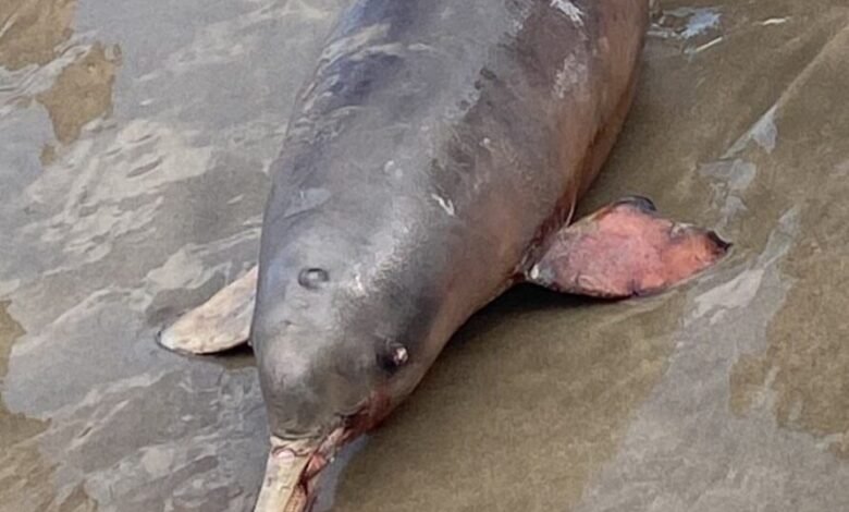 Golfinho é achado morto na orla de Praia Grande