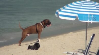 Possíveis danos na praia com liberação de cães em Santos será analisada pelo MP