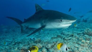 Recompensa por caça a tubarões em Ubatuba é denunciada por ambientalistas