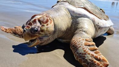 Tartaruga é encontrada sem vida em Praia Grande