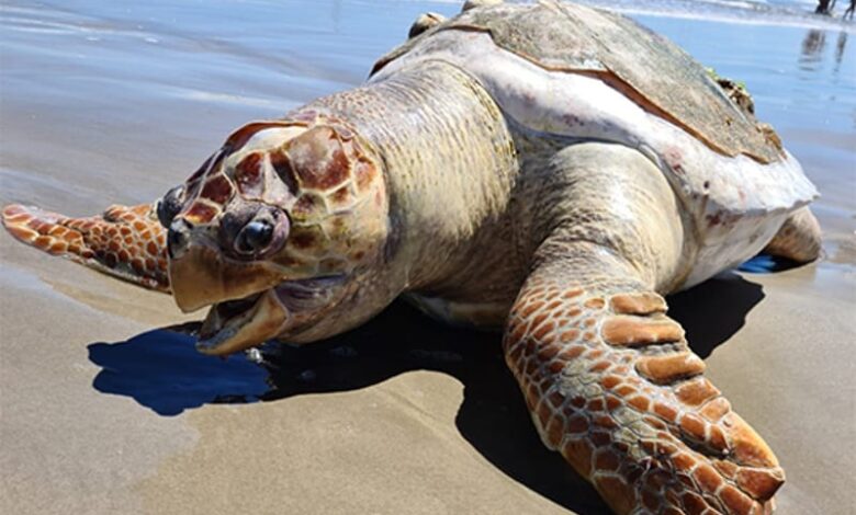 Tartaruga é encontrada sem vida em Praia Grande