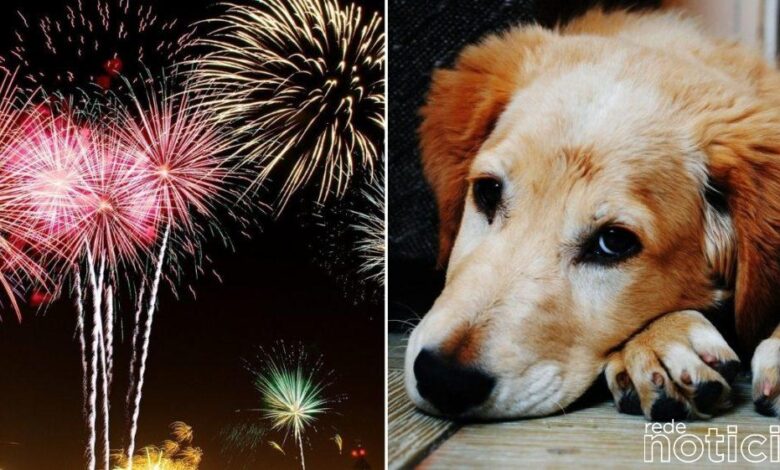 Fogos de artifício: um pânico para cães e gatos