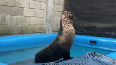 Lobo-marinho que foi tratado em Ubatuba é solto no mar