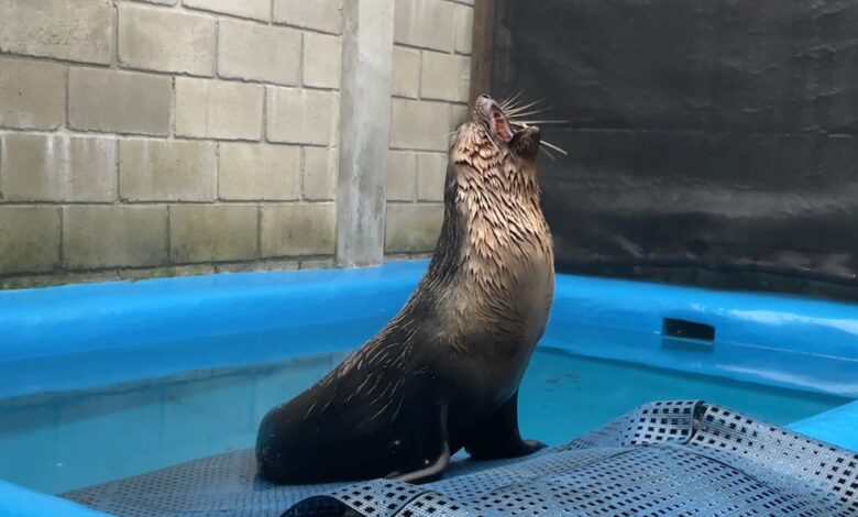 Lobo-marinho que foi tratado em Ubatuba é solto no mar