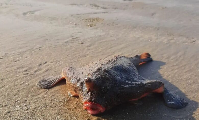 Banhistas de Praia Grande são surpreendidos com peixe-morcego