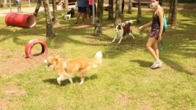 Orla de Santos tem espaço para os pets