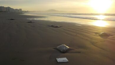 Cardume de raias é achado na faixa de areia de Praia Grande