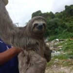 Bicho-preguiça é salvo por moradores em Praia Grande