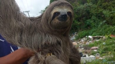 Bicho-preguiça é salvo por moradores em Praia Grande