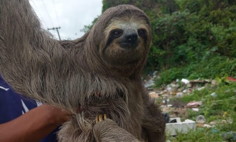 Bicho-preguiça é salvo por moradores em Praia Grande