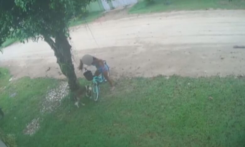 Filhotes de cães são abandonados em Bertioga