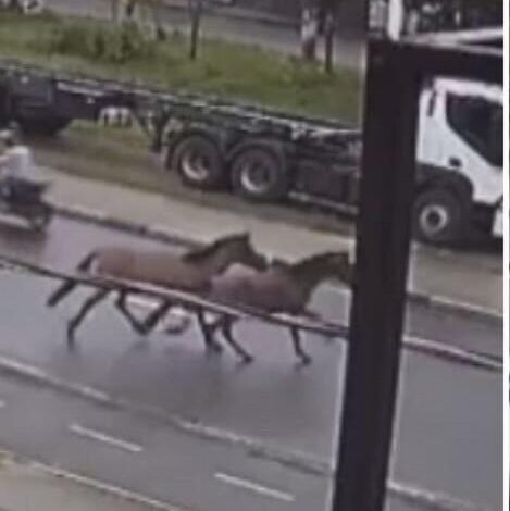 Cavalos atropelam motociclista no Litoral