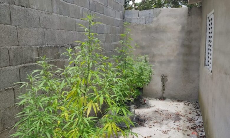 Polícia encontra plantação de maconha dentro de construção irregular