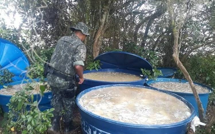 Polícia apreende quatro toneladas de peixes no Litoral