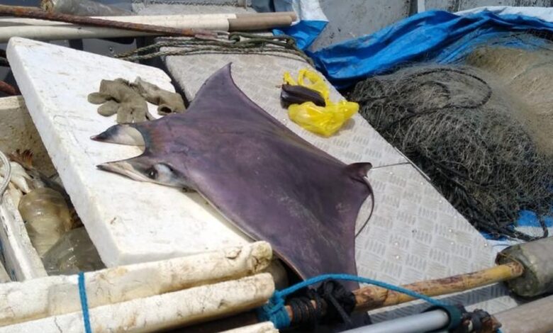 Polícia Ambiental encontra raia-diabo morta e multa pescadores