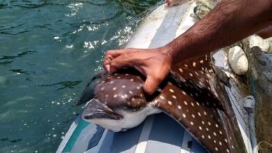 Policiais ambientiais resgatam raia-pintada em Guarujá