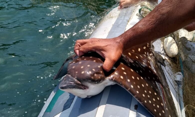 Policiais ambientiais resgatam raia-pintada em Guarujá