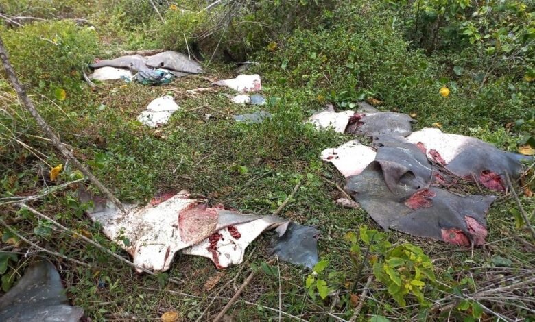 Análise revela que raias e tubarões foram abandonadas em aldeia de Peruíbe