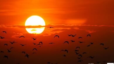 Argentina é tomada pelo calor que beira os 50ºC e o Brasil pode ser afetado