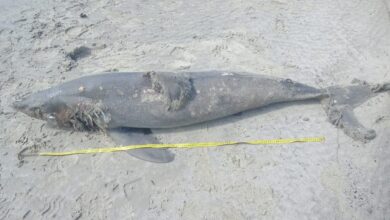 Tubarão-golfinho é achado em praia de Ubatuba