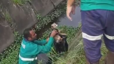 Cachorro cai em canal de Praia Grande e é resgatado com saco de lixo