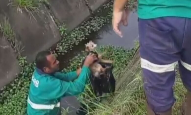 Cachorro cai em canal de Praia Grande e é resgatado com saco de lixo