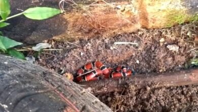 Cobra coral-verdadeira gera pânico em escola de Caraguatatuba